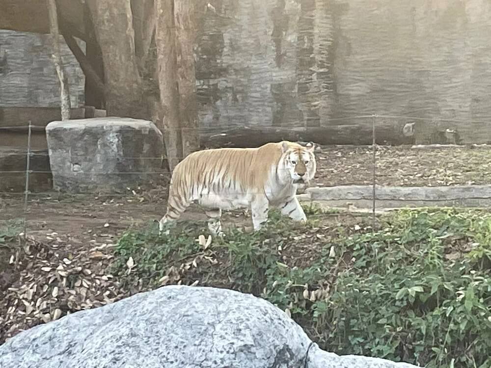 金虎
